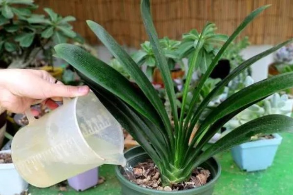 君子兰出现小黑飞虫如何解决,及时喷施杀虫剂并做好通风工作