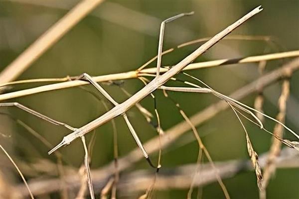 竹节虫是益虫还是害虫，竹节虫是害虫