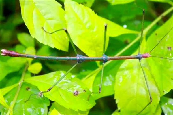 竹节虫是益虫还是害虫，竹节虫是害虫