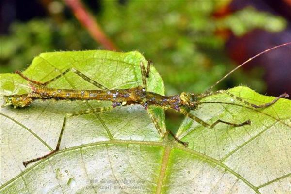 竹节虫是益虫还是害虫，竹节虫是害虫