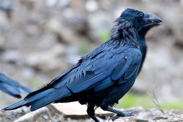 竹节虫是益虫还是害虫，竹节虫是害虫