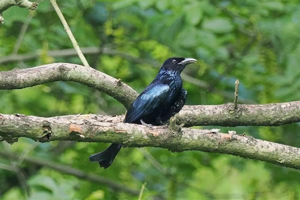 竹节虫是益虫还是害虫，竹节虫是害虫