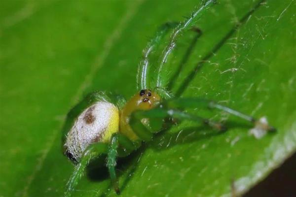 竹节虫是益虫还是害虫，竹节虫是害虫