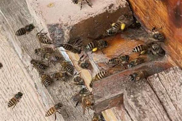 蜜蜂自然分蜂的季节，集中在春季