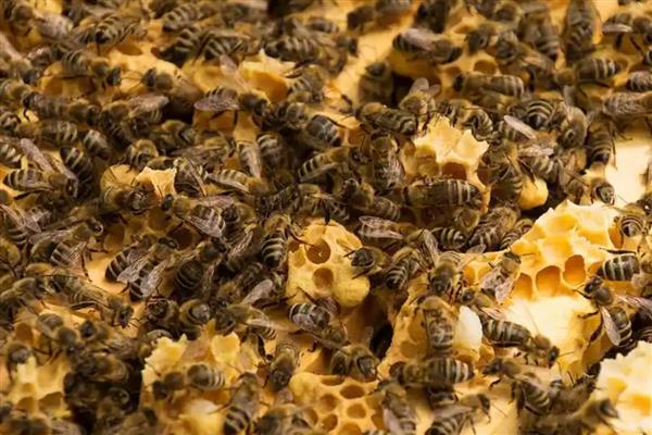 蜜蜂自然分蜂的季节，集中在春季