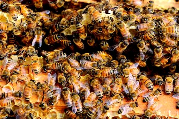 蜜蜂自然分蜂的季节，集中在春季