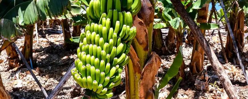 芭蕉和香蕉有什么区别，外形、颜色、味道都不同