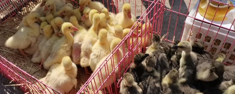 避免小鹅聚堆的方法，可采取驱赶、提高室温等措施