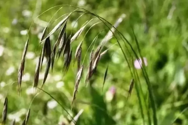 野麦子难防除的原因，其分蘖繁殖能力强