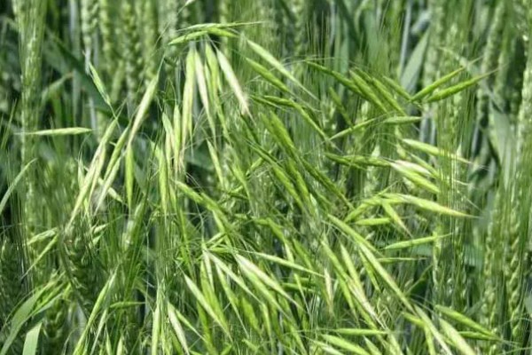 野麦子难防除的原因，其分蘖繁殖能力强