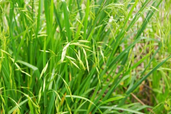 野麦子难防除的原因，其分蘖繁殖能力强