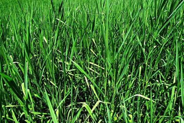 野麦子难防除的原因，其分蘖繁殖能力强