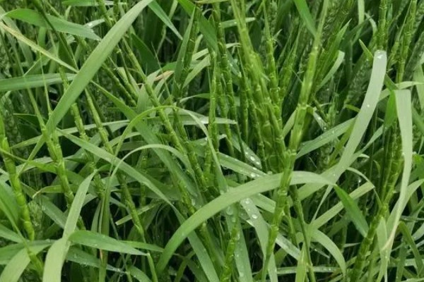 野麦子难防除的原因，其分蘖繁殖能力强