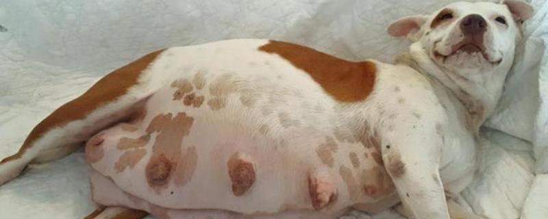 狗狗怀孕多久才可以洗澡，妊娠3周左右即可洗澡