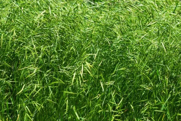 野麦子难防除的原因，其分蘖繁殖能力强