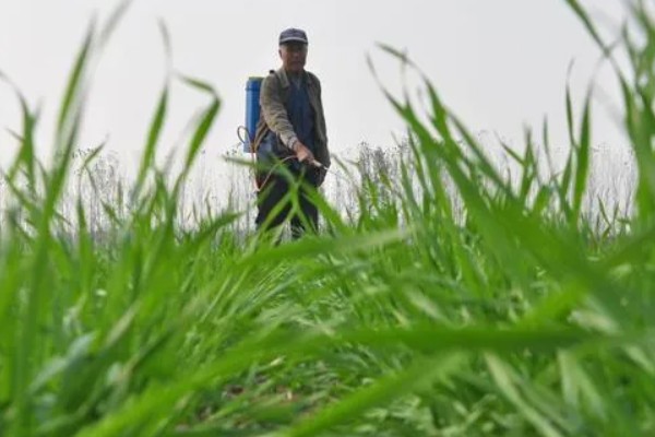 野麦子难防除的原因，其分蘖繁殖能力强