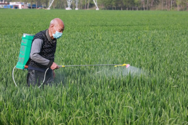 野麦子难防除的原因，其分蘖繁殖能力强
