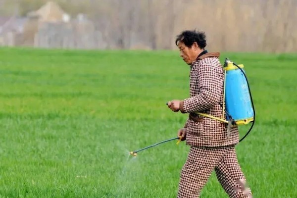 野麦子难防除的原因，其分蘖繁殖能力强