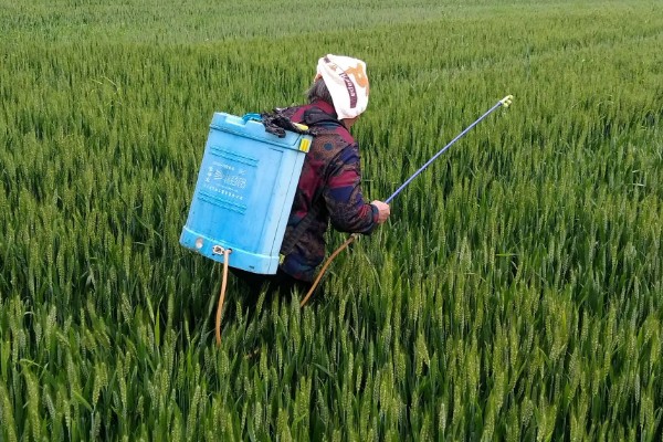 野麦子难防除的原因，其分蘖繁殖能力强