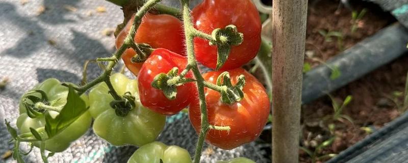 西红柿空心的原因及防治方法，可能是温度骤降所致