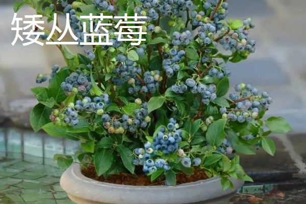 北方盆栽蓝莓有哪些品种，有矮丛蓝莓、半高丛蓝莓等