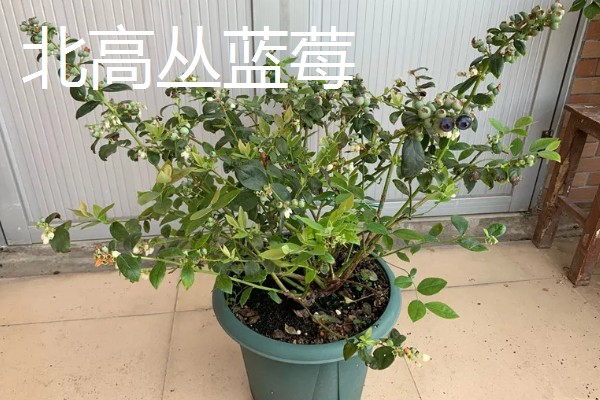 北方盆栽蓝莓有哪些品种，有矮丛蓝莓、半高丛蓝莓等