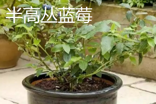 北方盆栽蓝莓有哪些品种，有矮丛蓝莓、半高丛蓝莓等