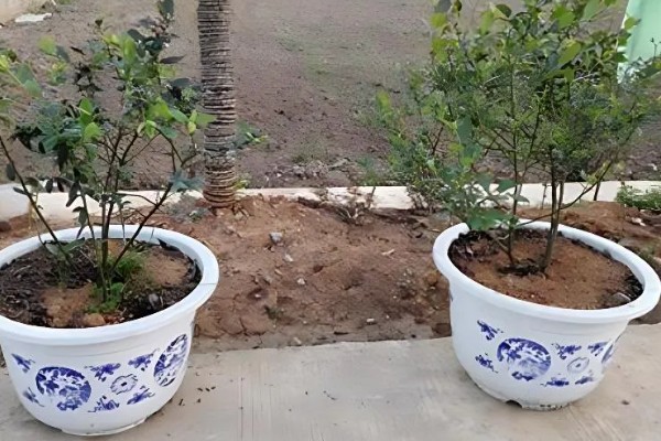 北方盆栽蓝莓有哪些品种，有矮丛蓝莓、半高丛蓝莓等