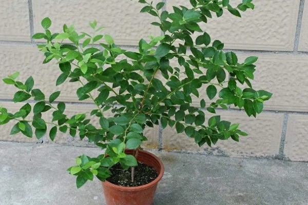 北方盆栽蓝莓有哪些品种，有矮丛蓝莓、半高丛蓝莓等