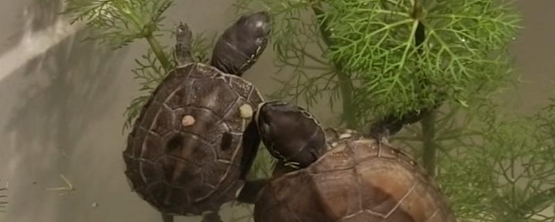 草龟吃不吃苹果，切成龟粮大小再饲喂