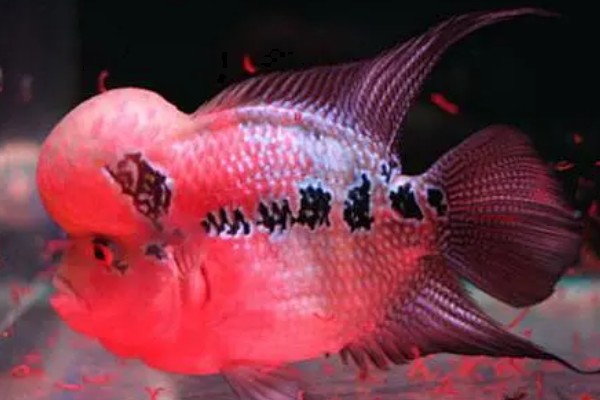 罗汉鱼会不会咬人，一般是不会咬人的