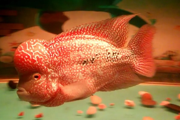 罗汉鱼会不会咬人，一般是不会咬人的