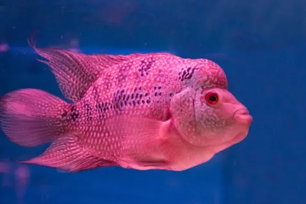 罗汉鱼会不会咬人，一般是不会咬人的