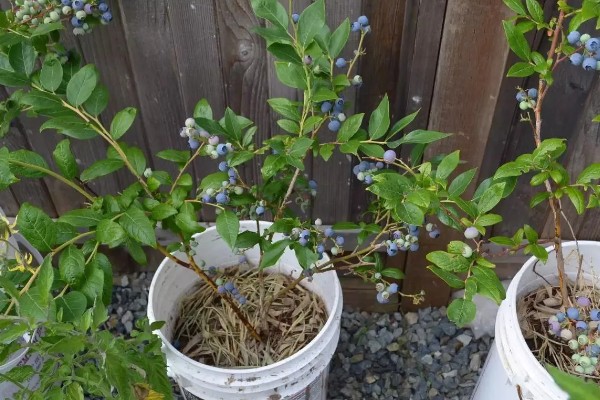 北方盆栽蓝莓有哪些品种，有矮丛蓝莓、半高丛蓝莓等