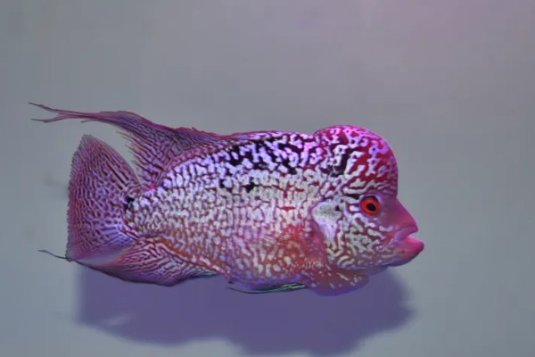 罗汉鱼会不会咬人，一般是不会咬人的