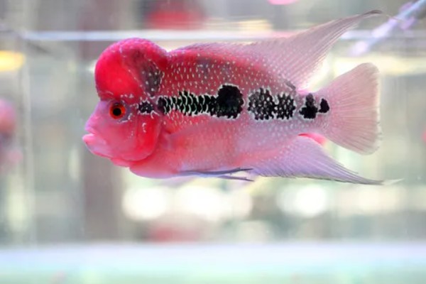 罗汉鱼会不会咬人，一般是不会咬人的