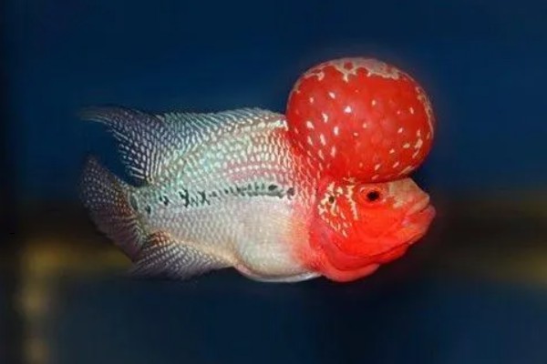 罗汉鱼会不会咬人，一般是不会咬人的