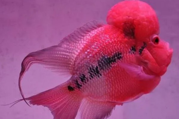 罗汉鱼会不会咬人，一般是不会咬人的