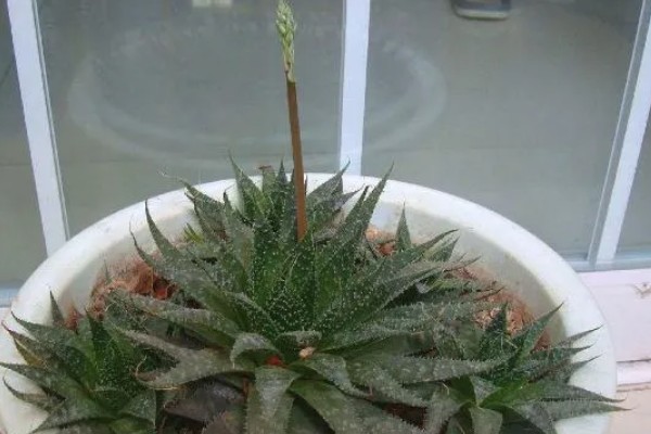 波路开花后怎么处理,将开败的残花及时剪除掉