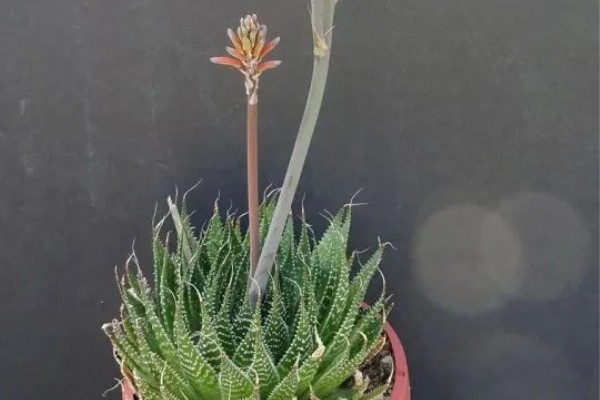 波路开花后怎么处理,将开败的残花及时剪除掉