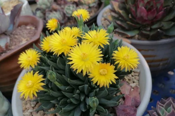 波路开花后怎么处理,将开败的残花及时剪除掉