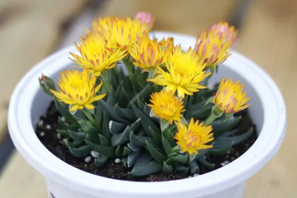 波路开花后怎么处理,将开败的残花及时剪除掉