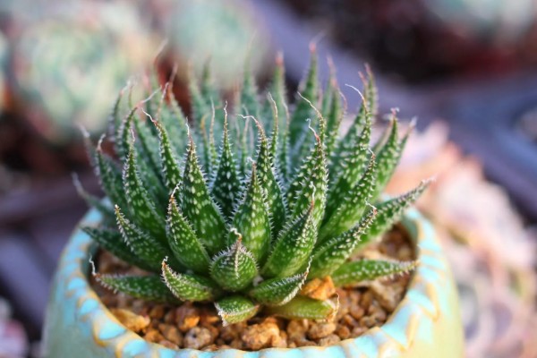 波路开花后怎么处理,将开败的残花及时剪除掉