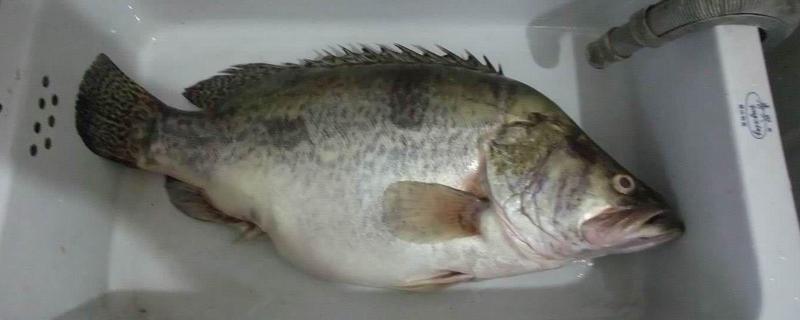 桂鱼为什么比鲈鱼贵，其养殖成本要高