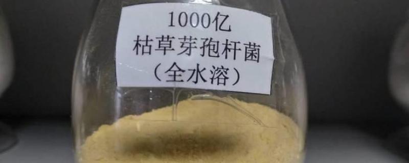 使用枯草芽孢杆菌要注意什么，兑水激活后的效果比直接撒施更好