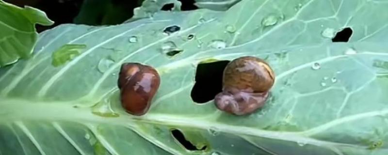 哪些药物可以杀蜗牛，四聚乙醛、速灭·硫酸铜等药物都有良好的防效