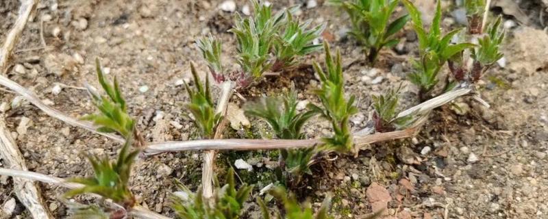 铁线莲如何繁殖，可播种、压条和扦插繁殖