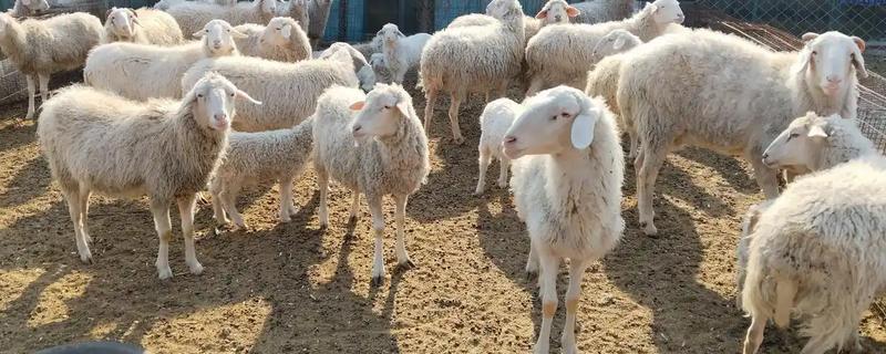 羊不怎么吃很瘦怎么处理，要注意饲料的多样化