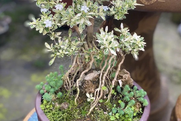 六月雪的花语,寓意友谊永存、温馨浪漫等