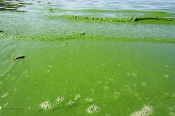 em菌的使用方法及用量,不同场景下的使用方法不同